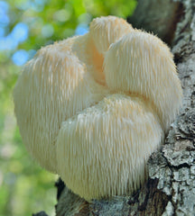 Lion’s Mane for Focus