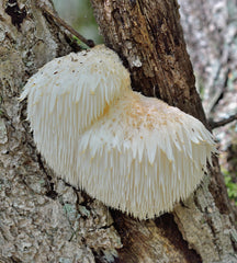Lion’s Mane for Focus