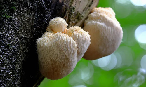 Lion’s Mane for Focus