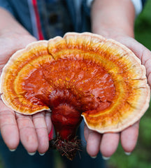 Reishi for Stress
