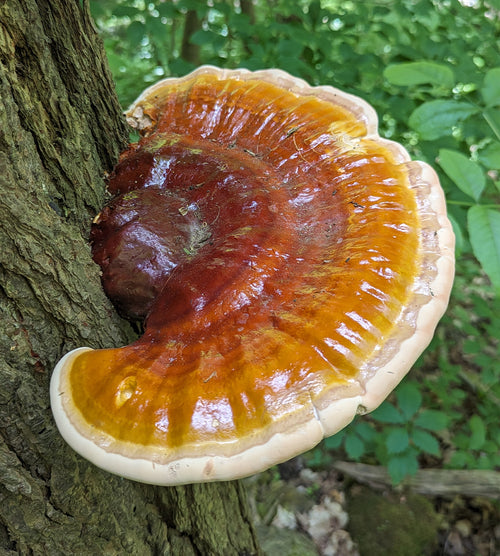 Reishi for Stress