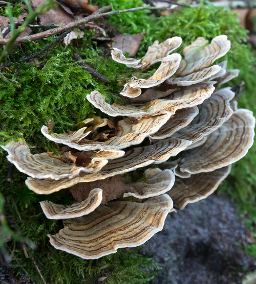 Turkey Tail for Gut Health