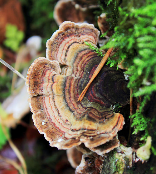Turkey Tail for Immune Health