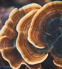 Turkey Tail for Immune Health