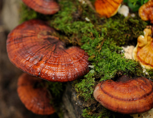 Mushrooms