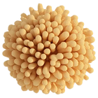 Bacillus .mj.runVSlbwilaeRc_mushroom._background_col_504b3d4f-e2ca-456f-9481-28ce4b8357f9_0 copy.webp