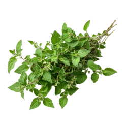 Organic tulsi extract