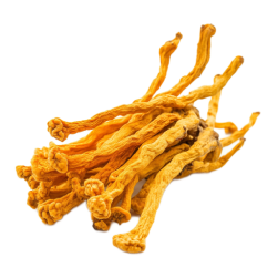 Organic cordyceps fruiting body extract