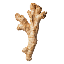 Organic ginger root