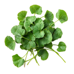 Organic gotu kola