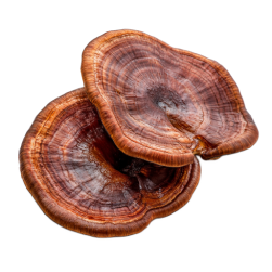 Organic log-grown reishi spore powders