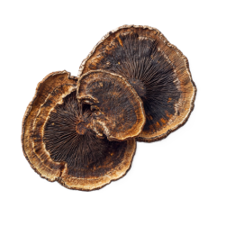 Organic log-grown turkey tail fruiting body extract