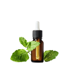 Organic mint extract