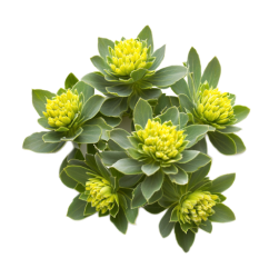 Organic rhodiola  extract