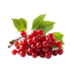 Organic schisandra