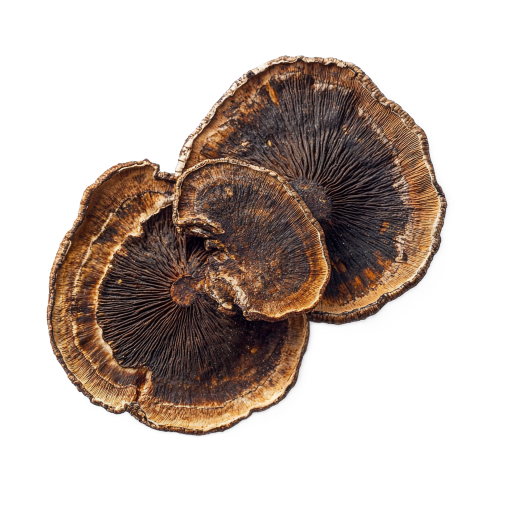 Turkey Tail Extract