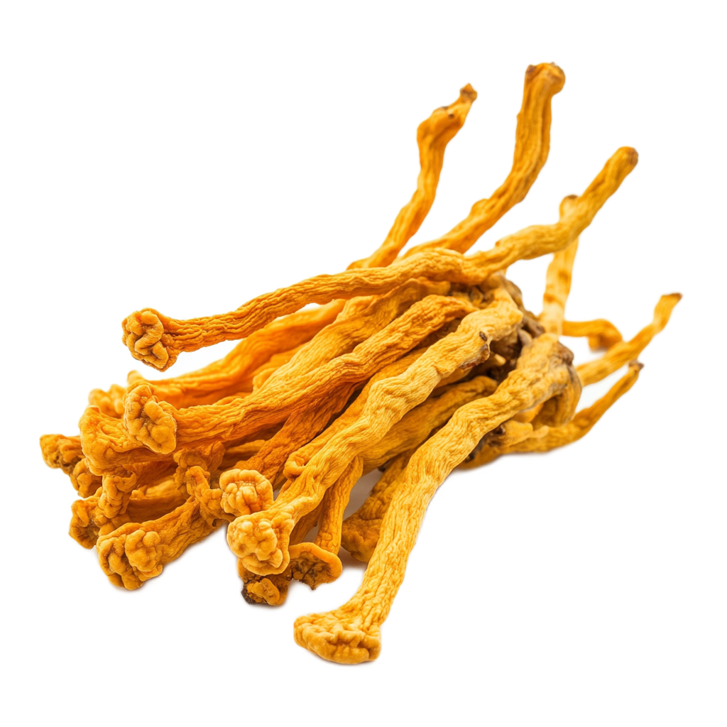 Organic cordyceps fruiting body extract
