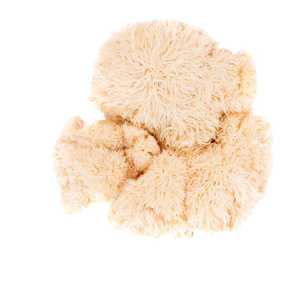 Organic lion's mane extract